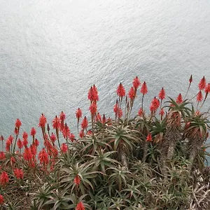 Palma Madeira Wandern Und Tauchen Caniço